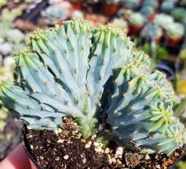 Cactus Blue Candle Crest - Myrillocactus