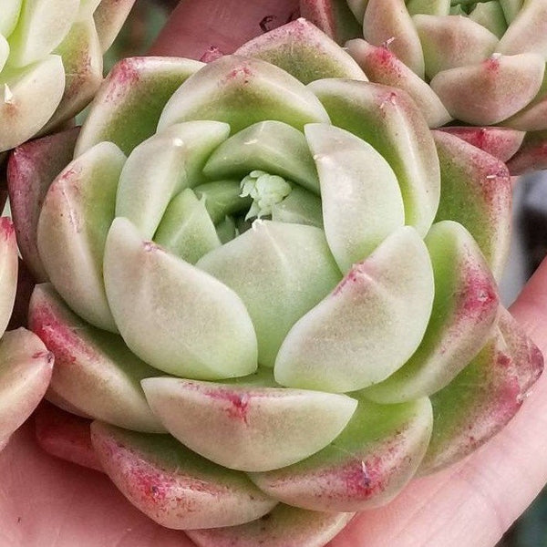 Import Hughmillus x Ebony hybrid