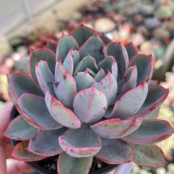 Import Echeveria Hera | Rare Korean Succulent