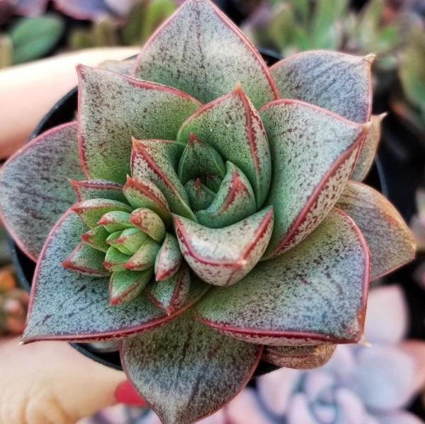 Echeveria Purpusorum