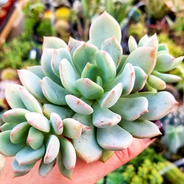 Echeveria Moon Glow