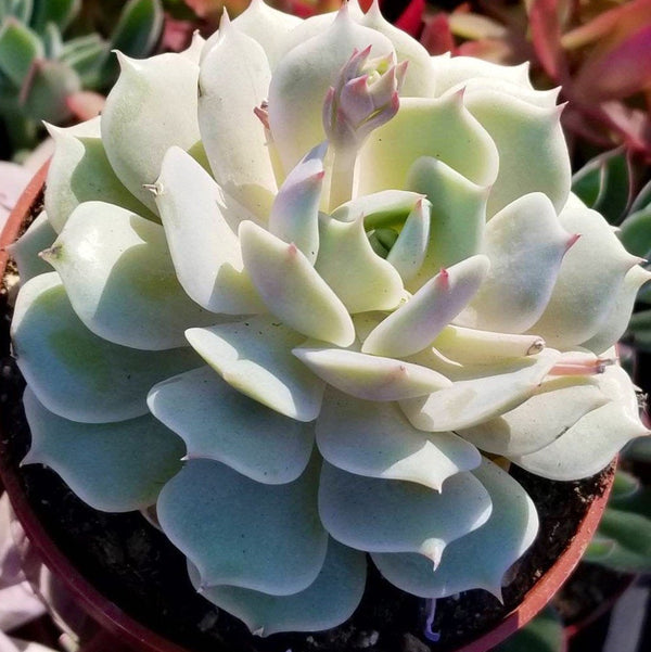 Echeveria Lola | Succulent Garden Rosette | Pastel Echeveria | Wedding Floral Arrangements