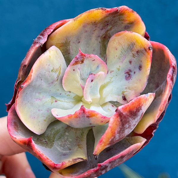 Import Harry Butterfield Variegata | Rare succulent gold | Variegated Plants | Houseplant