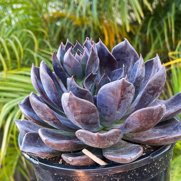 Echeveria Dark Moon