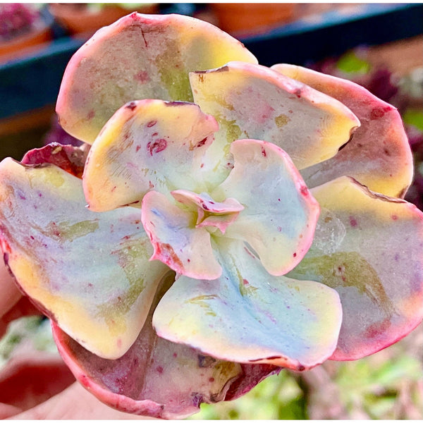 Import Harry Butterfield Variegata | Rare succulent gold | Variegated Plants | Houseplant
