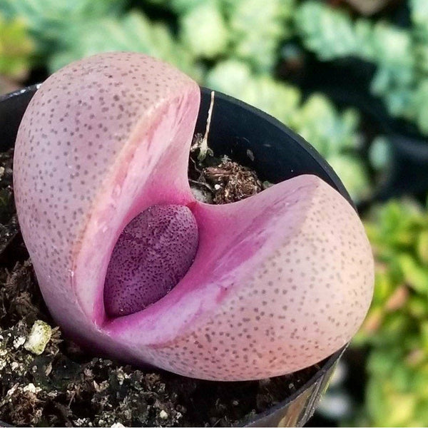 Pleoispilos Nelii Royal Flush