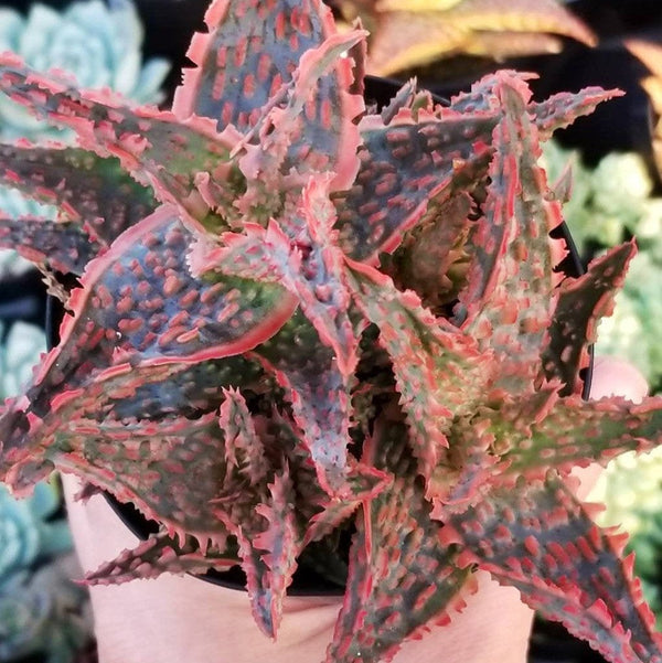 Aloe Oik | Dwarf Aloe