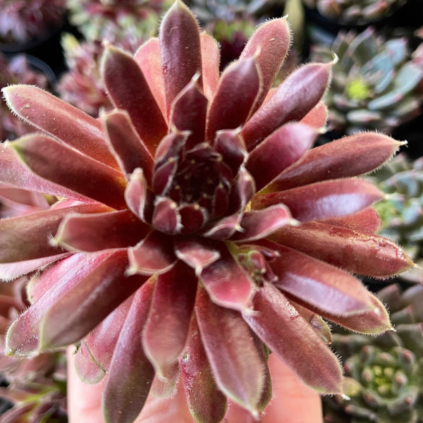 Sempervivum Pilatus