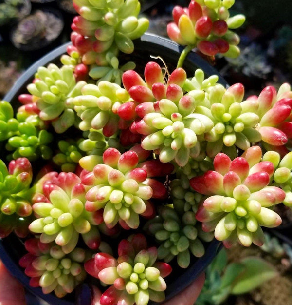 sedum sunset succulent Sedum Aurora - Jelly Bean | Succulent Plant | Houseplant Garden Contai