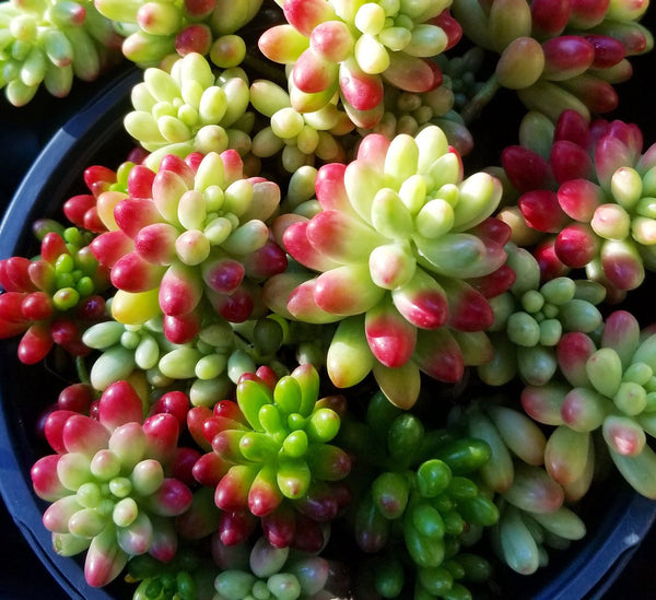 Sedum Aurora - Jelly Bean | Succulent Plant | Houseplant Garden Container
