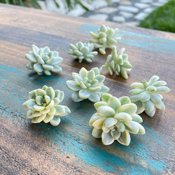 Import Sedum Clavatum Variegata Cutting