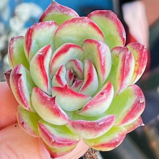 Import Echeveria Pomos, Pulidonis x Mose