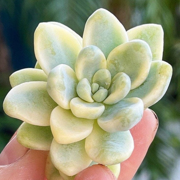 Import Sedum Clavatum Variegata Cutting