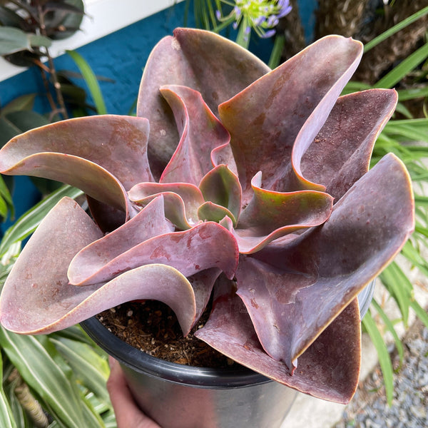 Echeveria Purple Pearl | Large Full Sun Succulent | Large Echeveria | Desert Plant