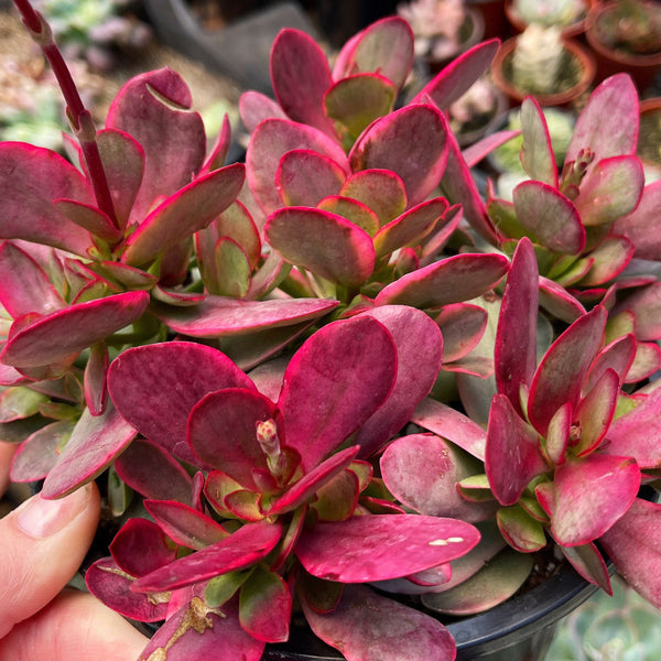Crassula Platphylla Variegated |Full Sun Cluster  | Pink Jade