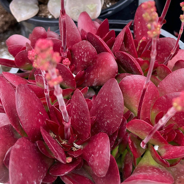 Crassula Platphylla | Crassula Red Carpet |Full Sun Cluster  | Pink Succulent Plant