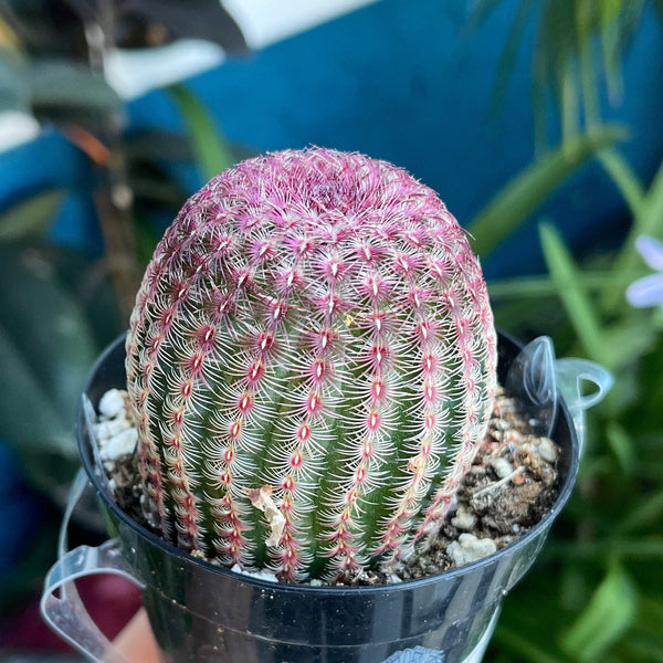 Import Cactus Echinocereus rigidissimus | Pink Rainbow Cactus | Hedgehog Cactus