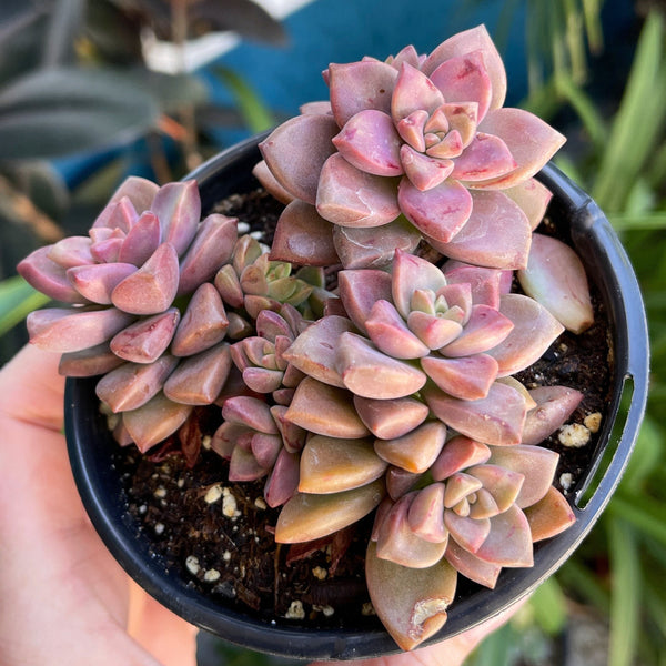 Graptosedum Vera Higgens | Live Succulent plant | Indoor Plant | Succulent Garden | Echeveria Gilva