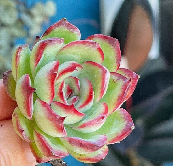 Import Echeveria Pomos, Pulidonis x Mose