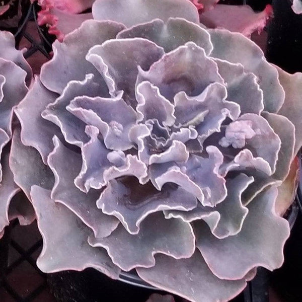 Echeveria Violacina | Large Succulent | large echeveria | Full Sun plant | Houseplant
