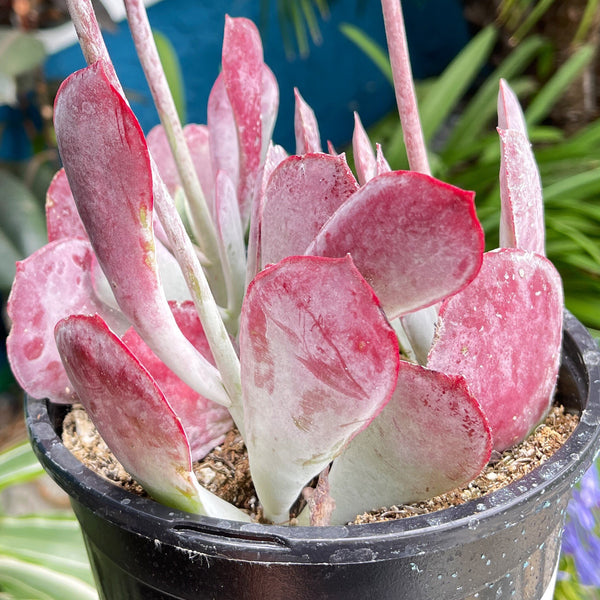 Cotyledon Pashion’s Heart |Rare Succulent Plant | Full Sun Purple Succulent