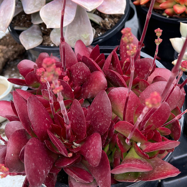 Crassula Platphylla | Crassula Red Carpet |Full Sun Cluster  | Pink Succulent Plant
