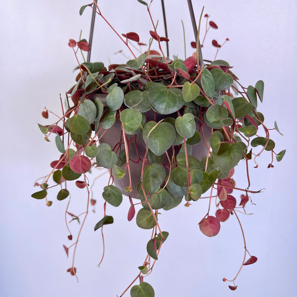 Peperomia Ruby Cascade | Ruby Cascade Houseplant