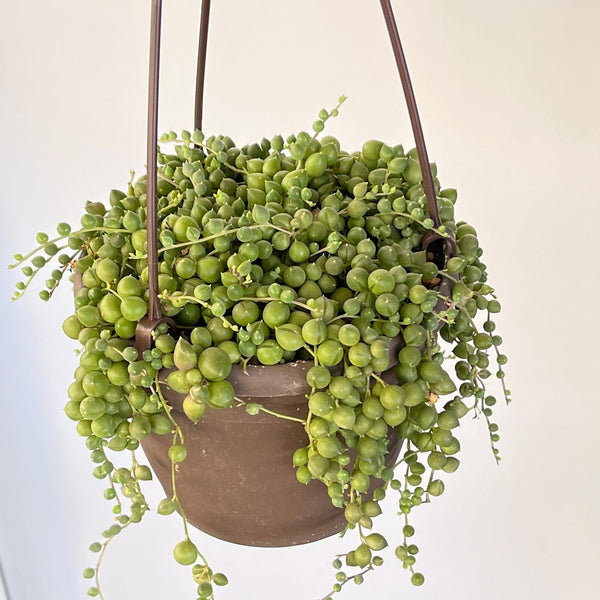 Senecio Rowleyanus String of Pearls |Houseplant Succulent | Trailing Succulent Indoor Plant