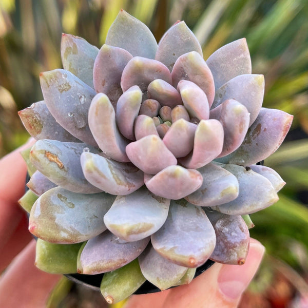 Echeveria Lilac Mist