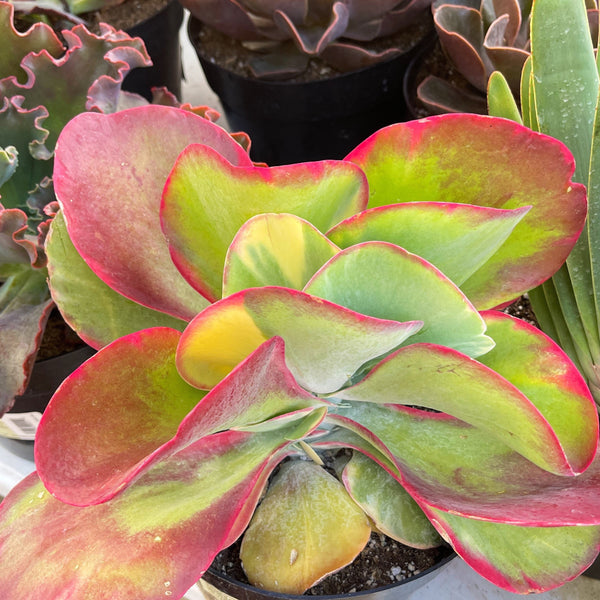 Kalanchoe Luciae Fantastic Variegated | Large Full Sun Succulent | Large Paddle Plant Variegated Desert Plant | Kalanchoe Flapjack Fantastic
