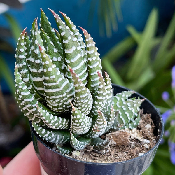 Haworthia Coarctata |