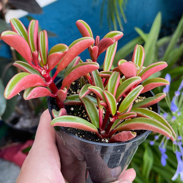 Peperomia Graveolens | Ruby Glow
