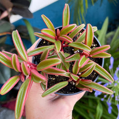 ruby glow succulent Peperomia Graveolens - Ruby Glow