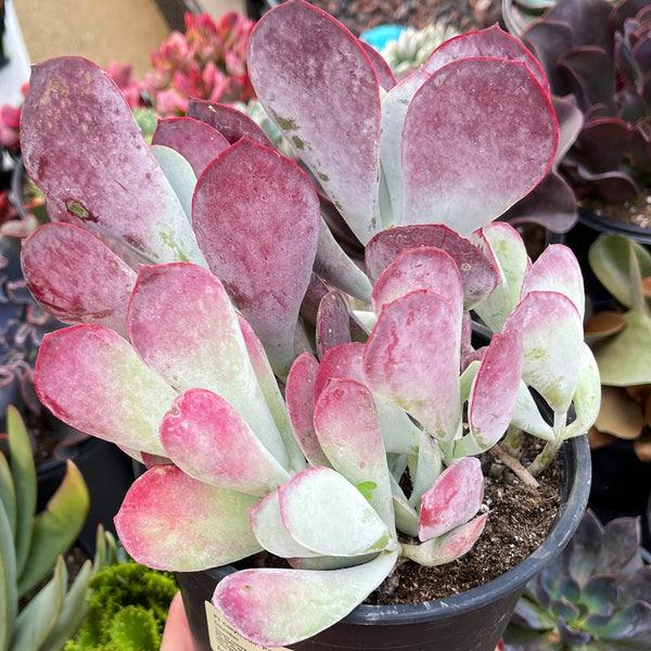 Cotyledon Pashion’s Heart |Rare Succulent Plant | Full Sun Purple Succulent