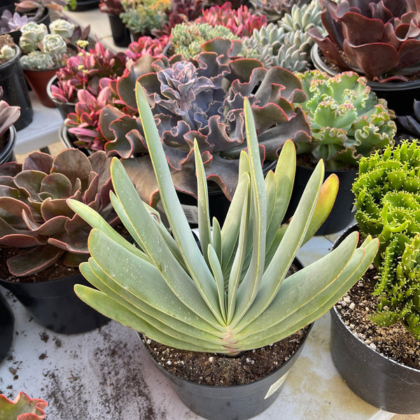 Aloe Plicatilis - Fan Aloe Rare | Fan Aloe Tree | Drought Tolerate Desert Succulent