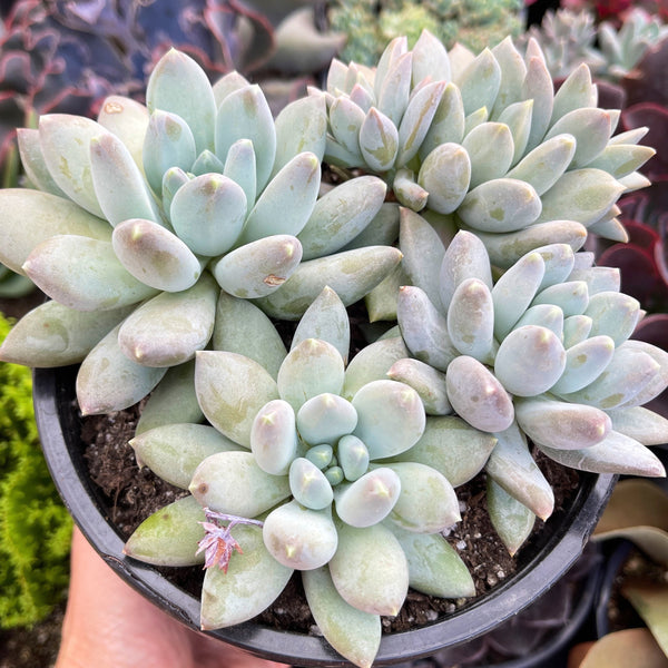 Pachyphytum Moon Silver