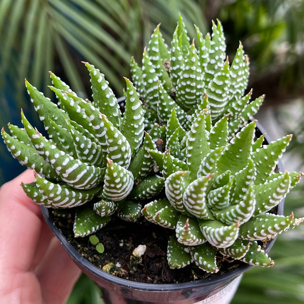 Haworthia Coarctata |