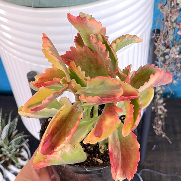 Kalenchoe Rainbow variegated - Rare