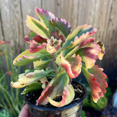 Kalenchoe Rainbow variegated - Rare