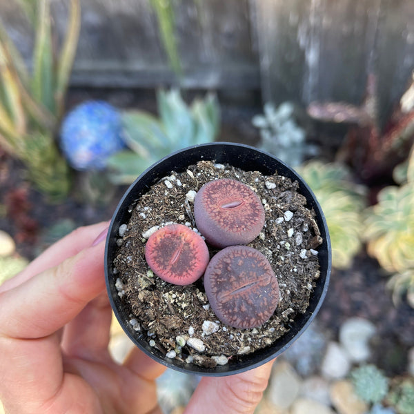 Lithops -Bronze