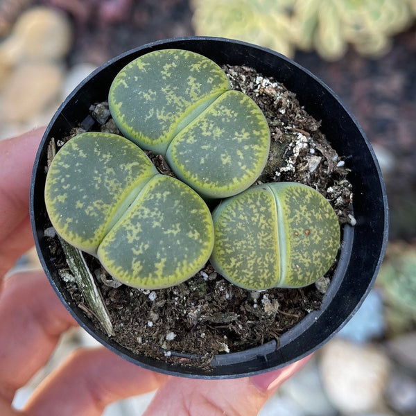 Lithops-