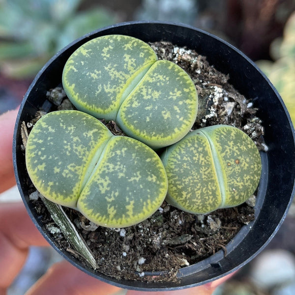 Lithops-
