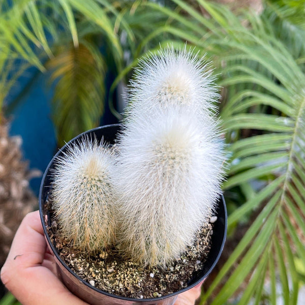 Silver Torch Cactus