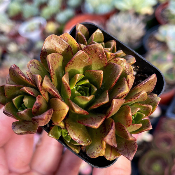 Import Aeonium Bronze Medal