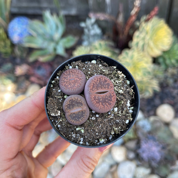 Lithops -Bronze