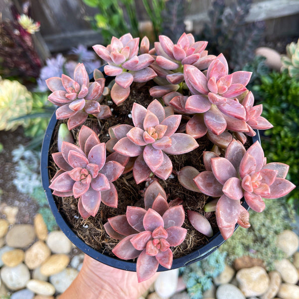 succulent plants b&q Graptosedum Vera Higgens | Live Succulent plant | Indoor Plant | Succulent Garden
