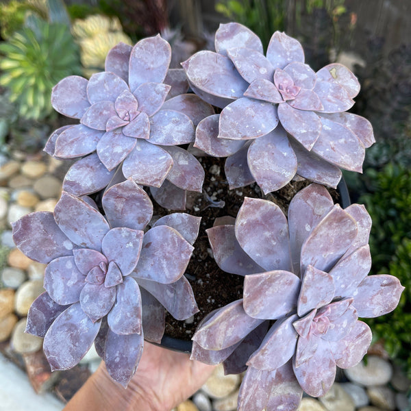 succulent superbum Graptopetalum Superbum