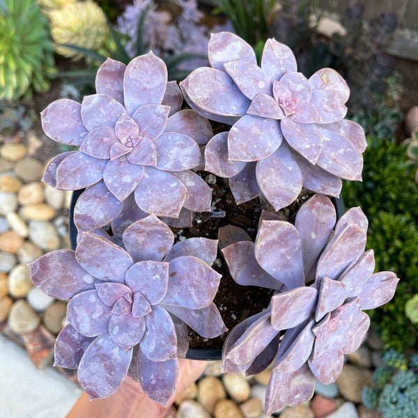 Graptopetalum Superbum