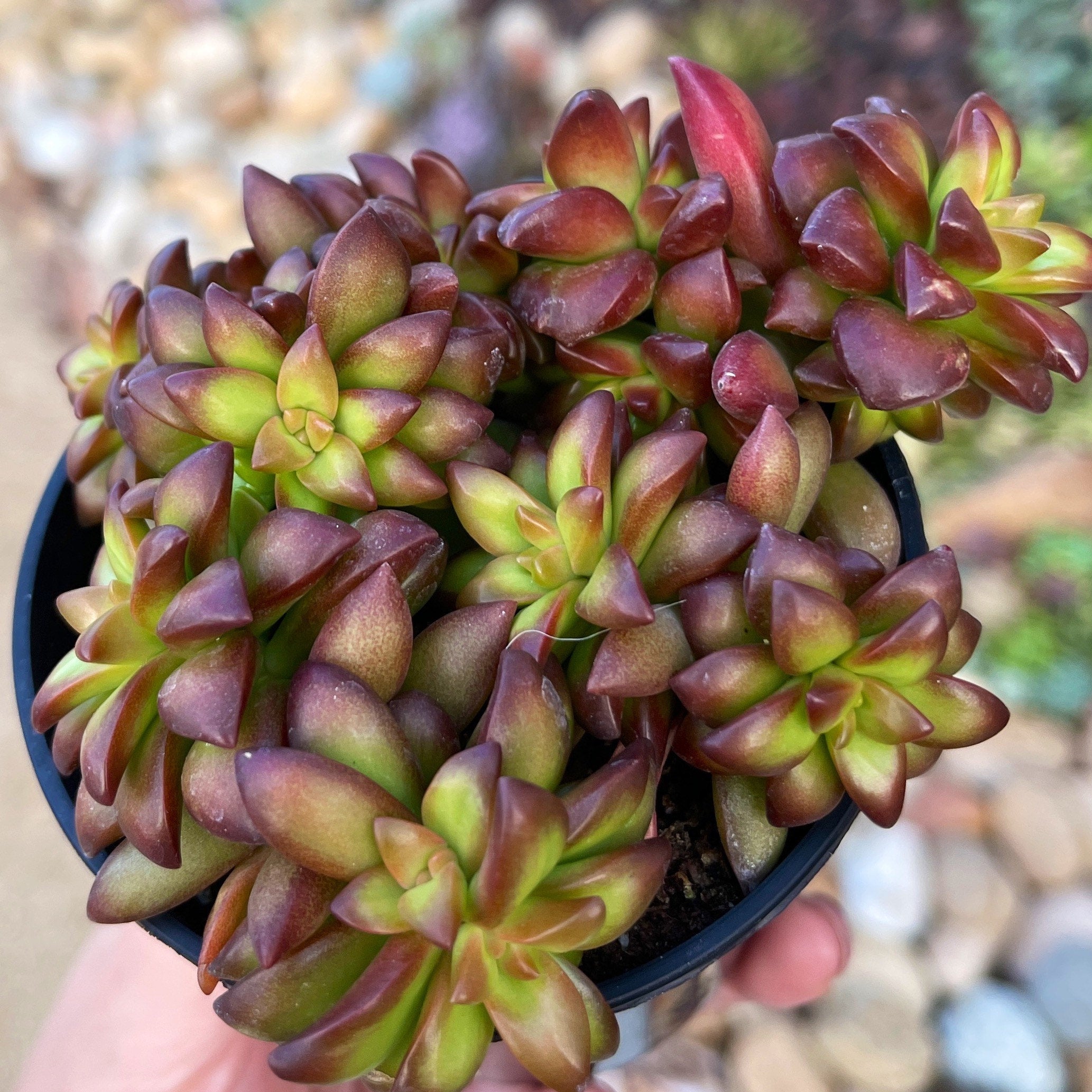 Sedum Adolphii Shooting Stars - Succulent Sunset Designs