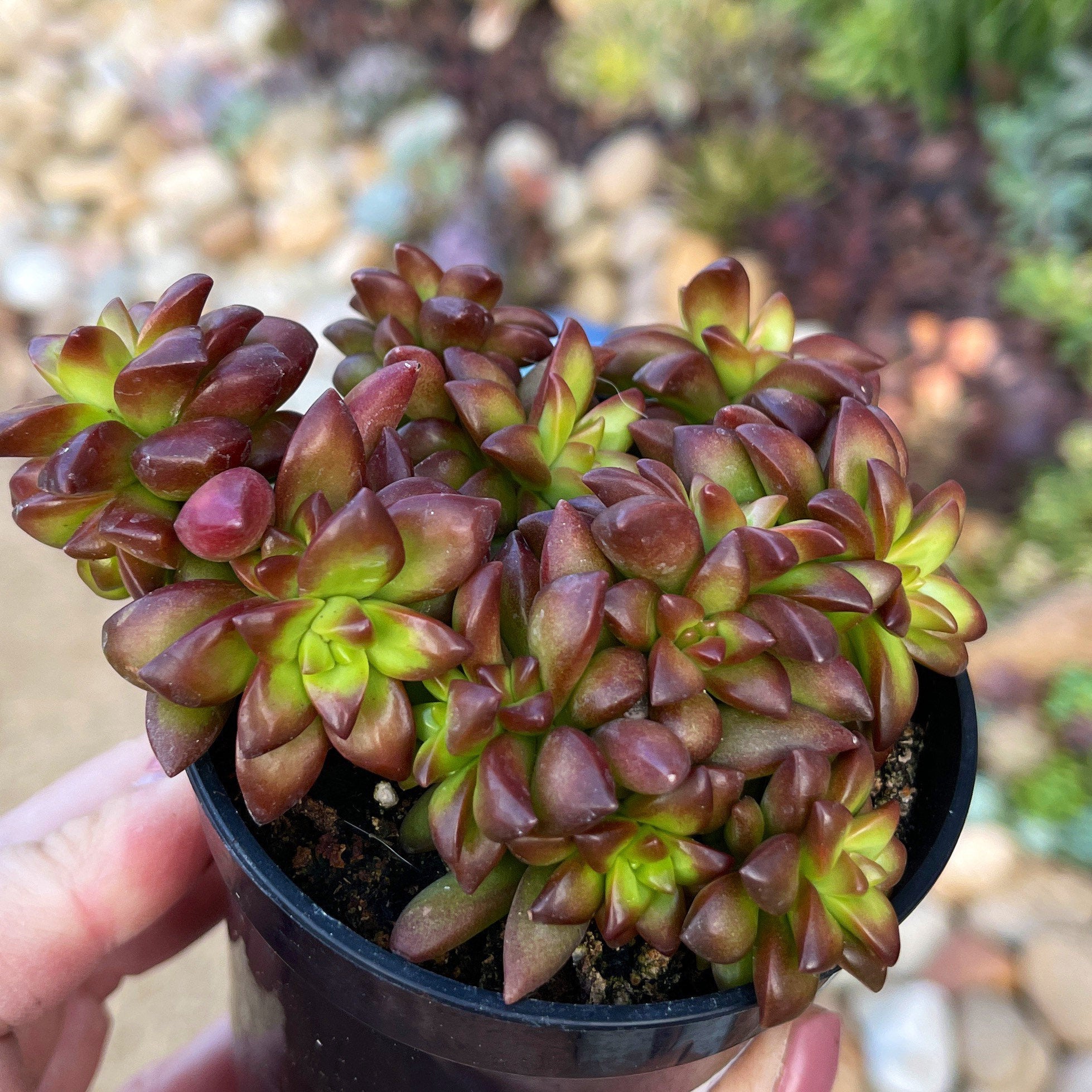 Sedum Adolphii Shooting Stars - Succulent Sunset Designs